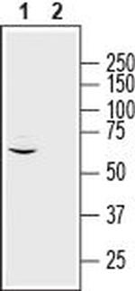 MRGPRE Antibody in Western Blot (WB)