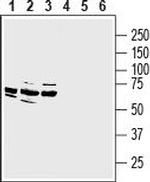 MRGPRE Antibody in Western Blot (WB)