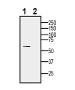 MRGPRX2 (extracellular) Antibody in Western Blot (WB)