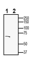 Dopamine Transporter (DAT) (extracellular) Antibody in Western Blot (WB)