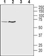 VMAT1 Polyclonal Antibody