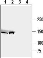 ABCB4/MDR3 Polyclonal Antibody