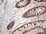 AMT Antibody in Immunohistochemistry (Paraffin) (IHC (P))