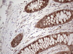 AMT Antibody in Immunohistochemistry (Paraffin) (IHC (P))