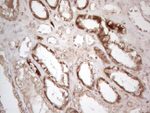 AMT Antibody in Immunohistochemistry (Paraffin) (IHC (P))