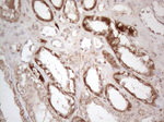 AMT Antibody in Immunohistochemistry (Paraffin) (IHC (P))
