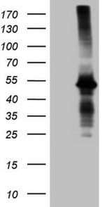 AMT Antibody in Western Blot (WB)