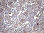 AMTN Antibody in Immunohistochemistry (Paraffin) (IHC (P))