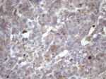 AMTN Antibody in Immunohistochemistry (Paraffin) (IHC (P))