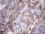 AMTN Antibody in Immunohistochemistry (Paraffin) (IHC (P))