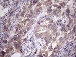 AMTN Antibody in Immunohistochemistry (Paraffin) (IHC (P))