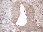 AMTN Antibody in Immunohistochemistry (Paraffin) (IHC (P))
