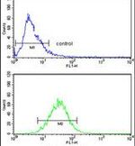 AMT Antibody in Flow Cytometry (Flow)