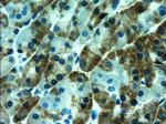 AMY2A Antibody in Immunohistochemistry (Paraffin) (IHC (P))