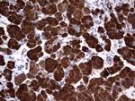 AMY2A Antibody in Immunohistochemistry (Paraffin) (IHC (P))