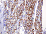AMY2B Antibody in Immunohistochemistry (Paraffin) (IHC (P))