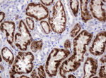 AMY2B Antibody in Immunohistochemistry (Paraffin) (IHC (P))