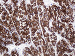 AMY2B Antibody in Immunohistochemistry (Paraffin) (IHC (P))