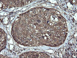 ANAPC11 Antibody in Immunohistochemistry (Paraffin) (IHC (P))