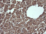 ANAPC11 Antibody in Immunohistochemistry (Paraffin) (IHC (P))