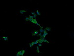 ANAPC11 Antibody in Western Blot (WB)