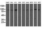ANAPC2 Antibody in Western Blot (WB)