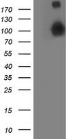 ANAPC2 Antibody in Western Blot (WB)