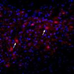 Nicotinic Acetylcholine Receptor alpha 2 (CHRNA2) (extracellular) Antibody in Immunohistochemistry (Frozen) (IHC (F))