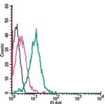 Nicotinic Acetylcholine Receptor alpha 7 (CHRNA7) (extracellular) Antibody in Flow Cytometry (Flow)