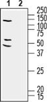 RIC3 Antibody in Western Blot (WB)