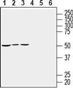 RIC3 Antibody in Western Blot (WB)