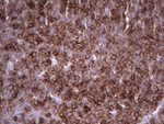 ANGPTL1 Antibody in Immunohistochemistry (Paraffin) (IHC (P))