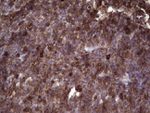 ANGPTL1 Antibody in Immunohistochemistry (Paraffin) (IHC (P))