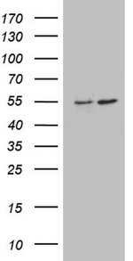 ANGPTL1 Antibody in Western Blot (WB)