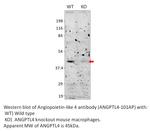 Angiopoietin-like 4 Polyclonal Antibody