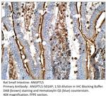 ANGPTL5 Polyclonal Antibody