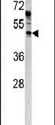 ANGPTL7 Antibody in Western Blot (WB)