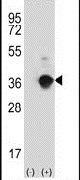 ANGPTL7 Antibody in Western Blot (WB)