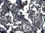 ANKMY2 Antibody in Immunohistochemistry (Paraffin) (IHC (P))