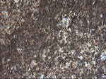 ANKMY2 Antibody in Immunohistochemistry (Paraffin) (IHC (P))