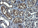ANKMY2 Antibody in Immunohistochemistry (Paraffin) (IHC (P))