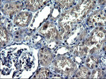 ANKMY2 Antibody in Immunohistochemistry (Paraffin) (IHC (P))