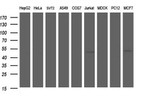 ANKMY2 Antibody in Western Blot (WB)