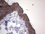 ANO1 Antibody in Immunohistochemistry (Paraffin) (IHC (P))