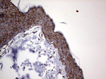 ANO1 Antibody in Immunohistochemistry (Paraffin) (IHC (P))