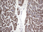 ANO1 Antibody in Immunohistochemistry (Paraffin) (IHC (P))