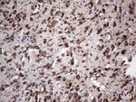 ANO1 Antibody in Immunohistochemistry (Paraffin) (IHC (P))