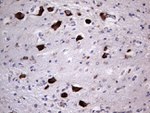 ANO1 Antibody in Immunohistochemistry (Paraffin) (IHC (P))