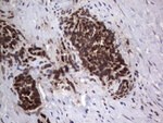ANO1 Antibody in Immunohistochemistry (Paraffin) (IHC (P))