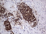 ANO1 Antibody in Immunohistochemistry (Paraffin) (IHC (P))